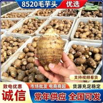 【芋头8520/毛芋头】规格齐全/常年供应/可全国发货