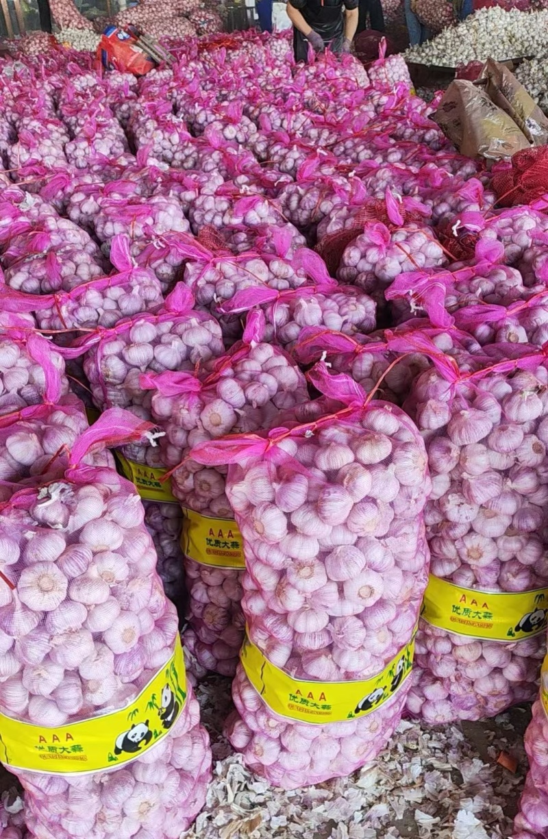主营（4—6公分大蒜）紫皮大蒜，出口，市场批发/全国发货