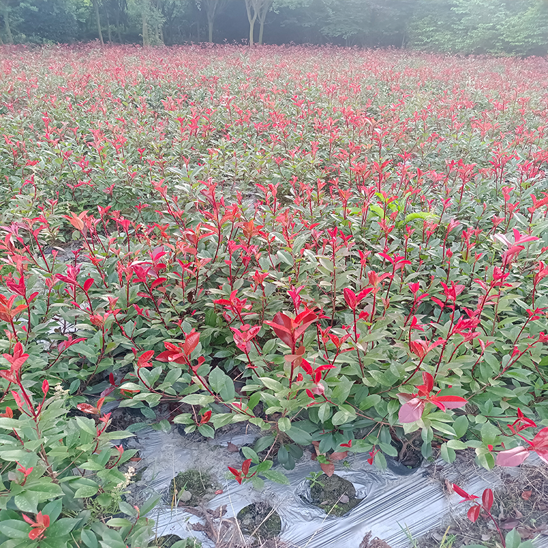 红叶石楠大杯小杯地苗均有货基地批发规格齐全