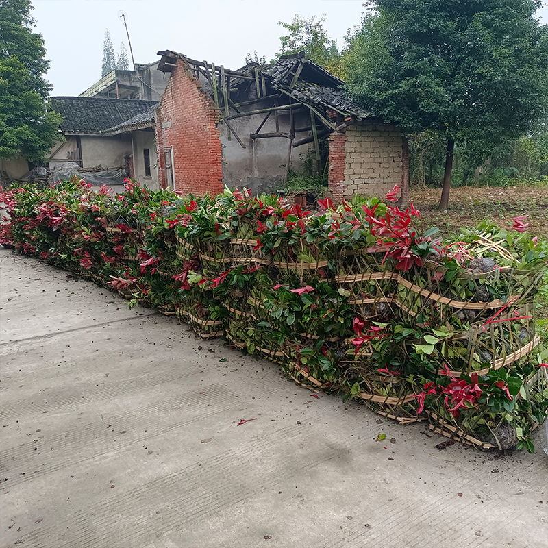 红叶石楠大杯小杯地苗均有货基地批发规格齐全