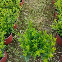 红花满天星细叶萼距花大杯小杯地苗均有货基地批发