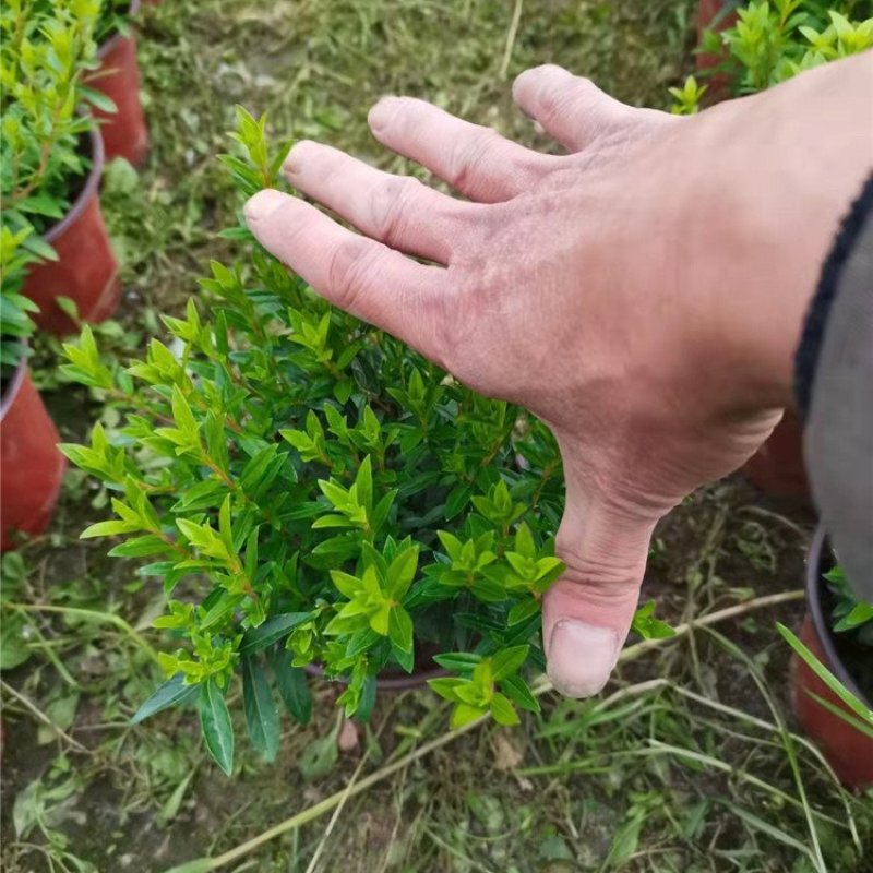 红花满天星细叶萼距花大杯小杯地苗均有货基地批发