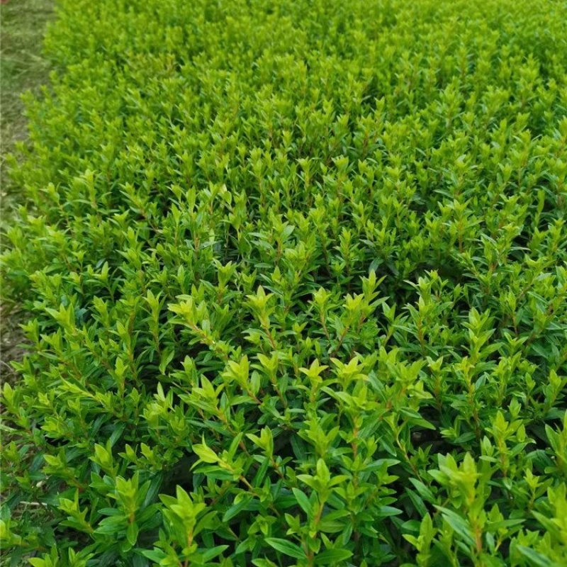 红花满天星细叶萼距花大杯小杯地苗均有货基地批发