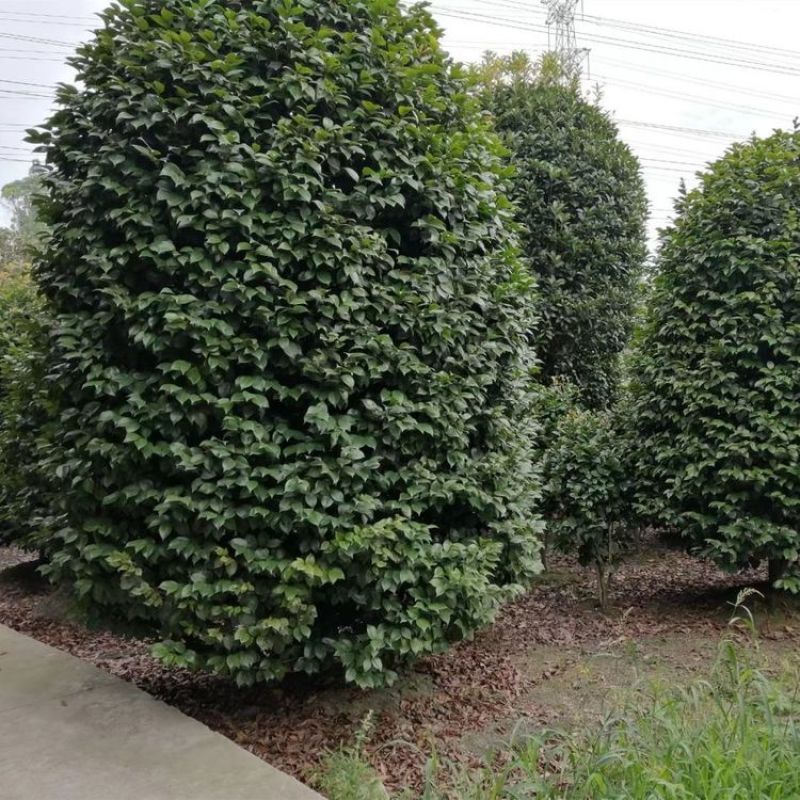 茶花大杯小杯地苗高度规格齐全成都基地批发