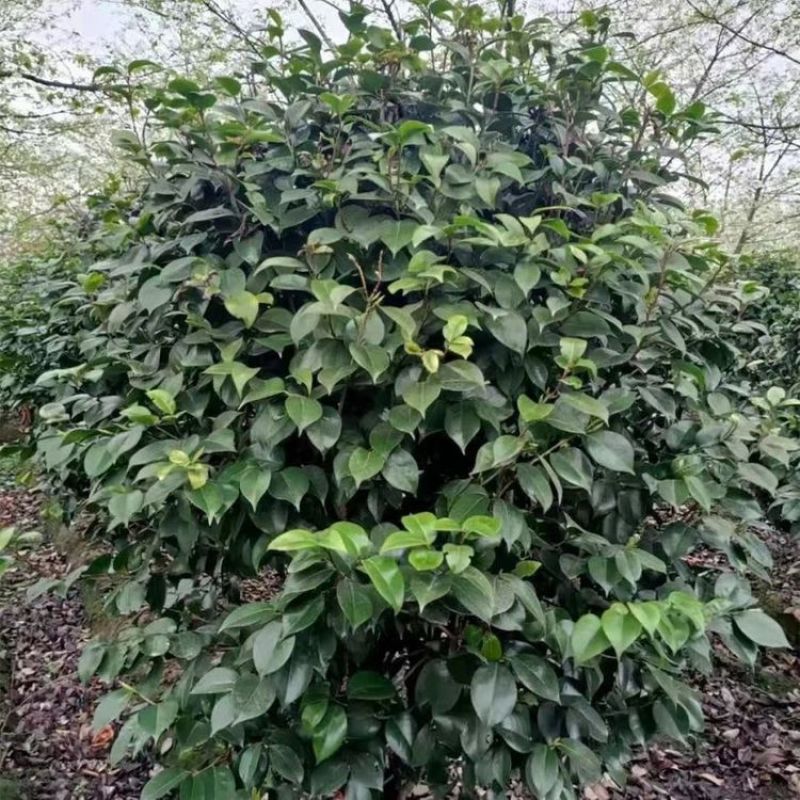 茶花大杯小杯地苗高度规格齐全成都基地批发