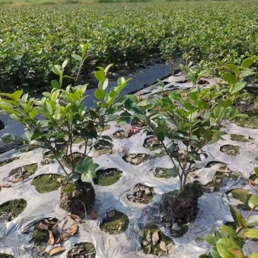 茶梅基地供应各类茶梅小苗毛球