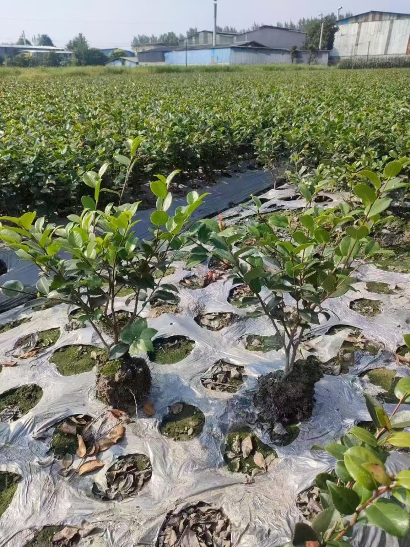 茶梅基地供应各类茶梅小苗毛球
