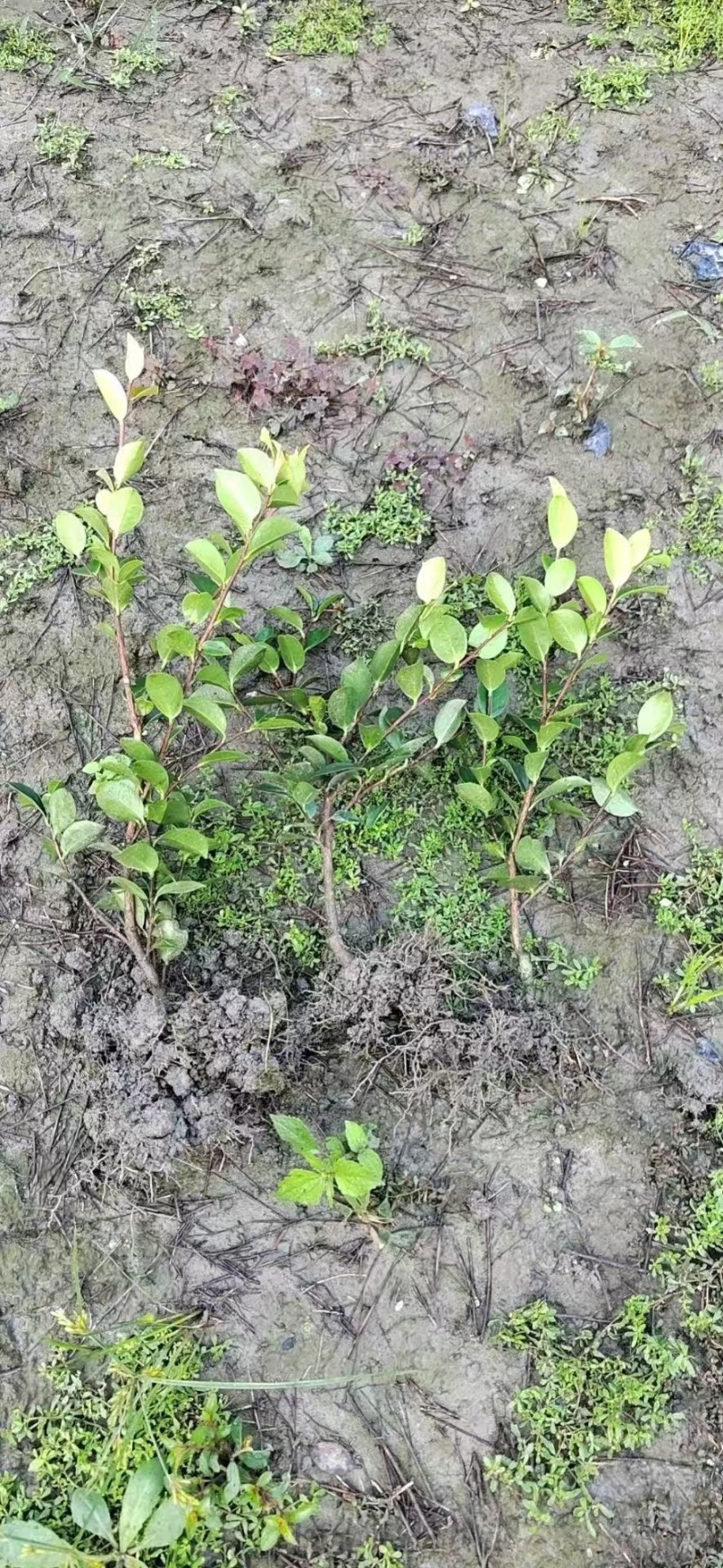 茶梅基地供应各类茶梅小苗毛球