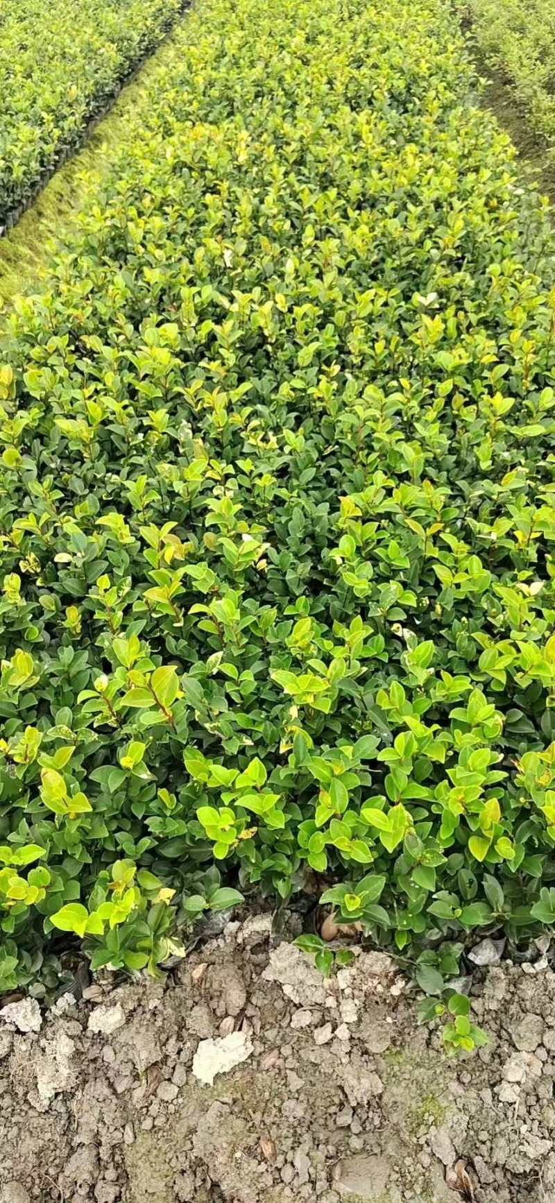 茶梅基地供应各类茶梅小苗毛球