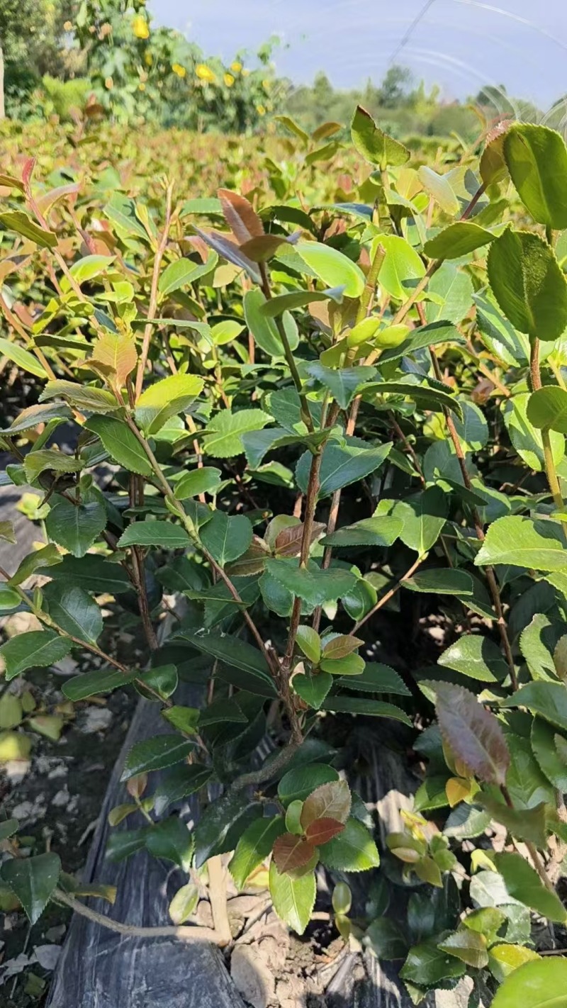 茶梅基地供应各类茶梅小苗毛球