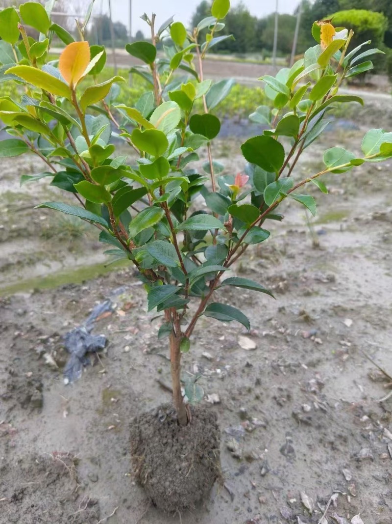 茶梅基地供应各类茶梅小苗毛球