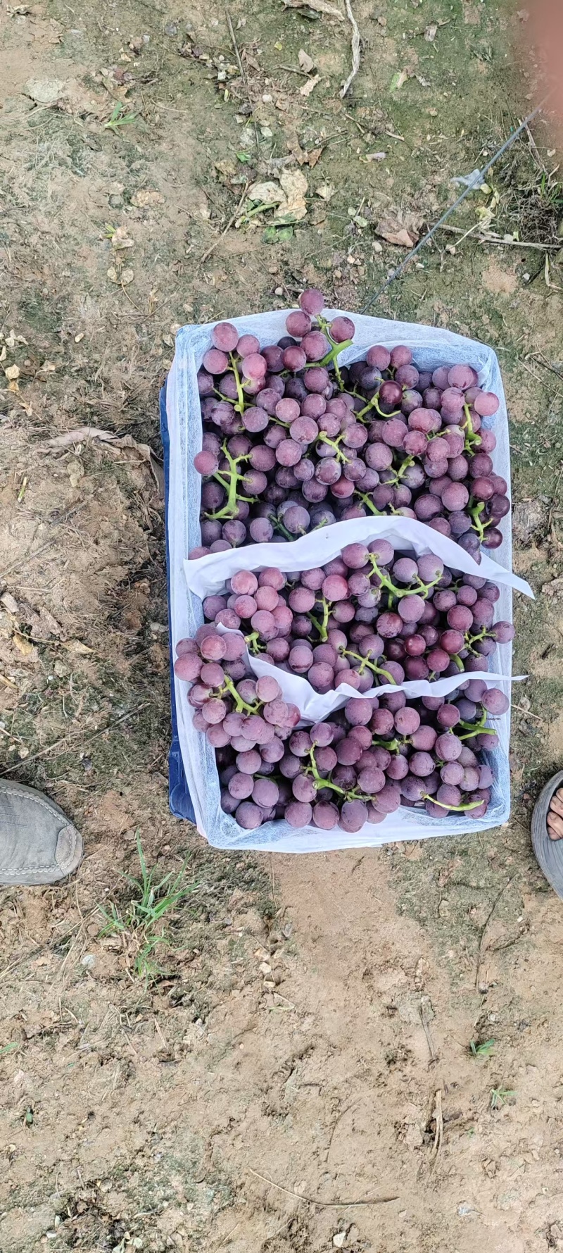 河北巨峰葡萄产地直发酸甜可口价格优惠质量保证欢迎看店