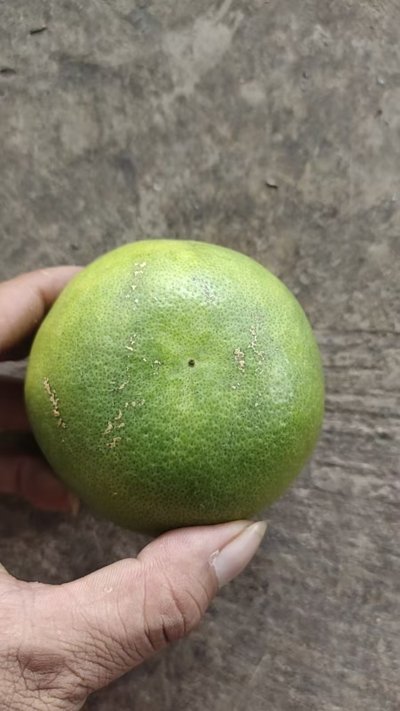 版纳青皮爆汁甜葡萄柚产地直发一手货源