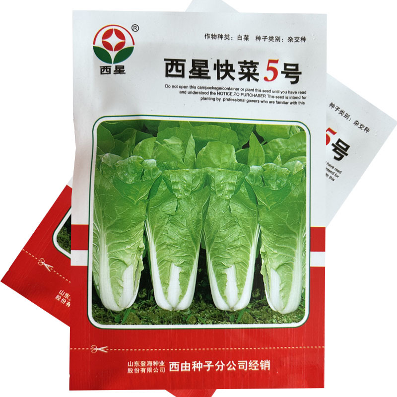 西星快菜5号小白菜籽登海种业杂交生长快抗病耐热基地