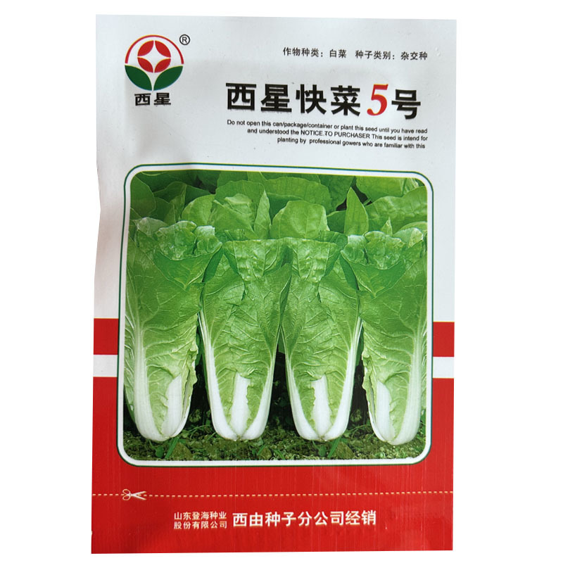 西星快菜5号小白菜籽登海种业杂交生长快抗病耐热基地