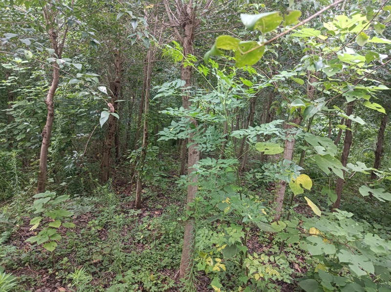 各种规格大叶女贞和各种果木树和凤尾竹
