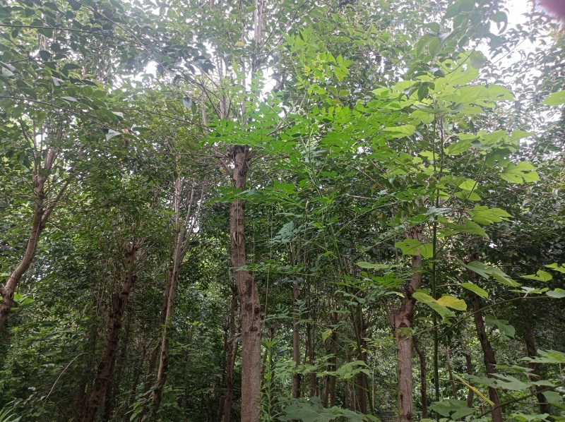 各种规格大叶女贞和各种果木树和凤尾竹