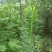 各种规格大叶女贞和各种果木树和凤尾竹