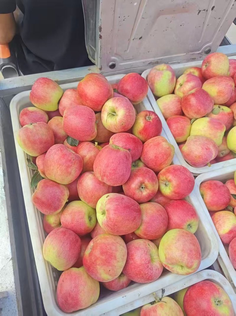 河北精品美八苹果大量上市基地直发欢迎老板来电洽谈