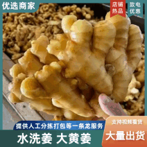 优质大黄姜水洗姜沙土姜产地直供一手货源量大从优