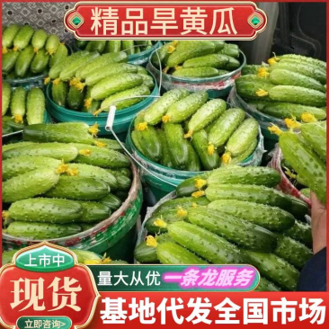 旱黄瓜&辽宁黄瓜/产地批发/现货供应/量大价优/全国代发