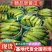 旱黄瓜&辽宁黄瓜/产地批发/现货供应/量大价优/全国代发