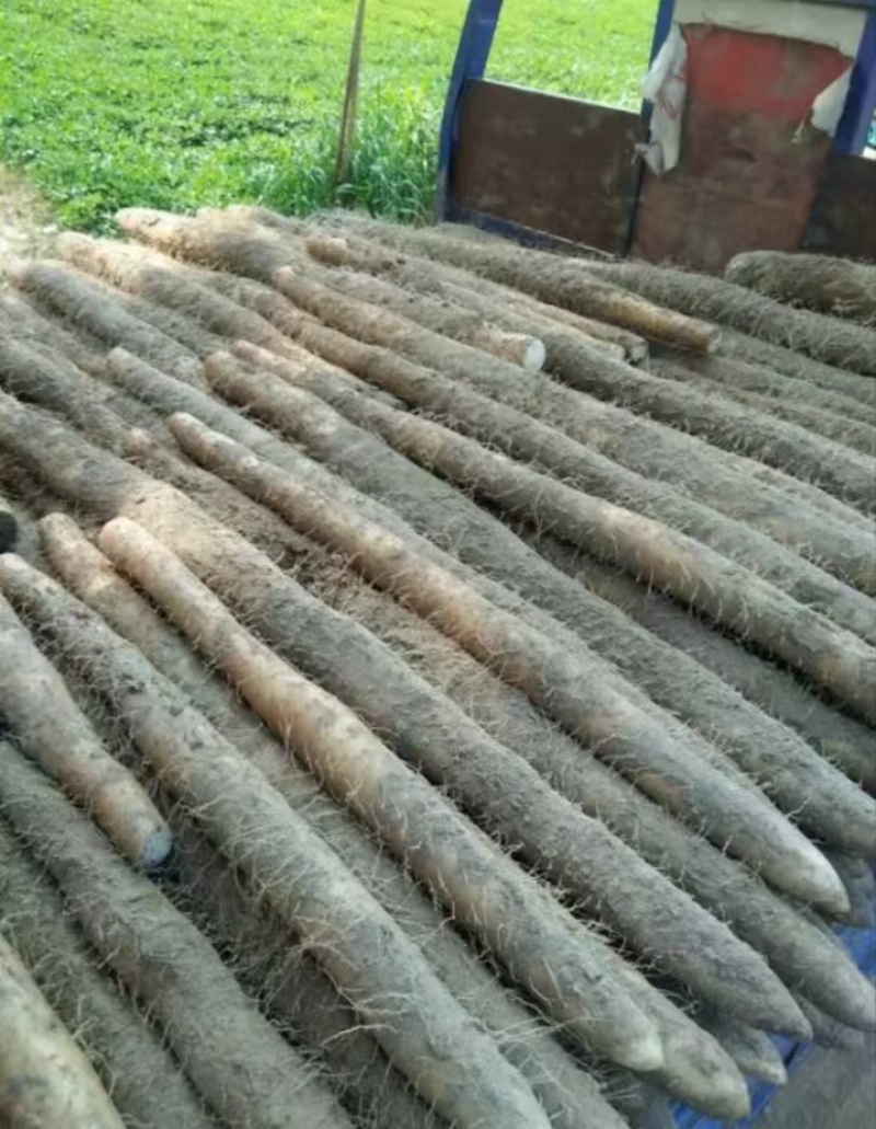 城信湖北！优质九斤黄山药大量上保证质量量大从优欢迎到来
