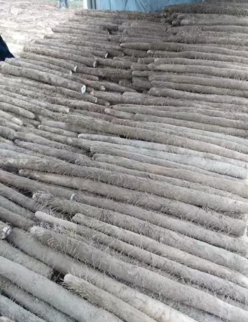 城信湖北！优质九斤黄山药大量上保证质量量大从优欢迎到来