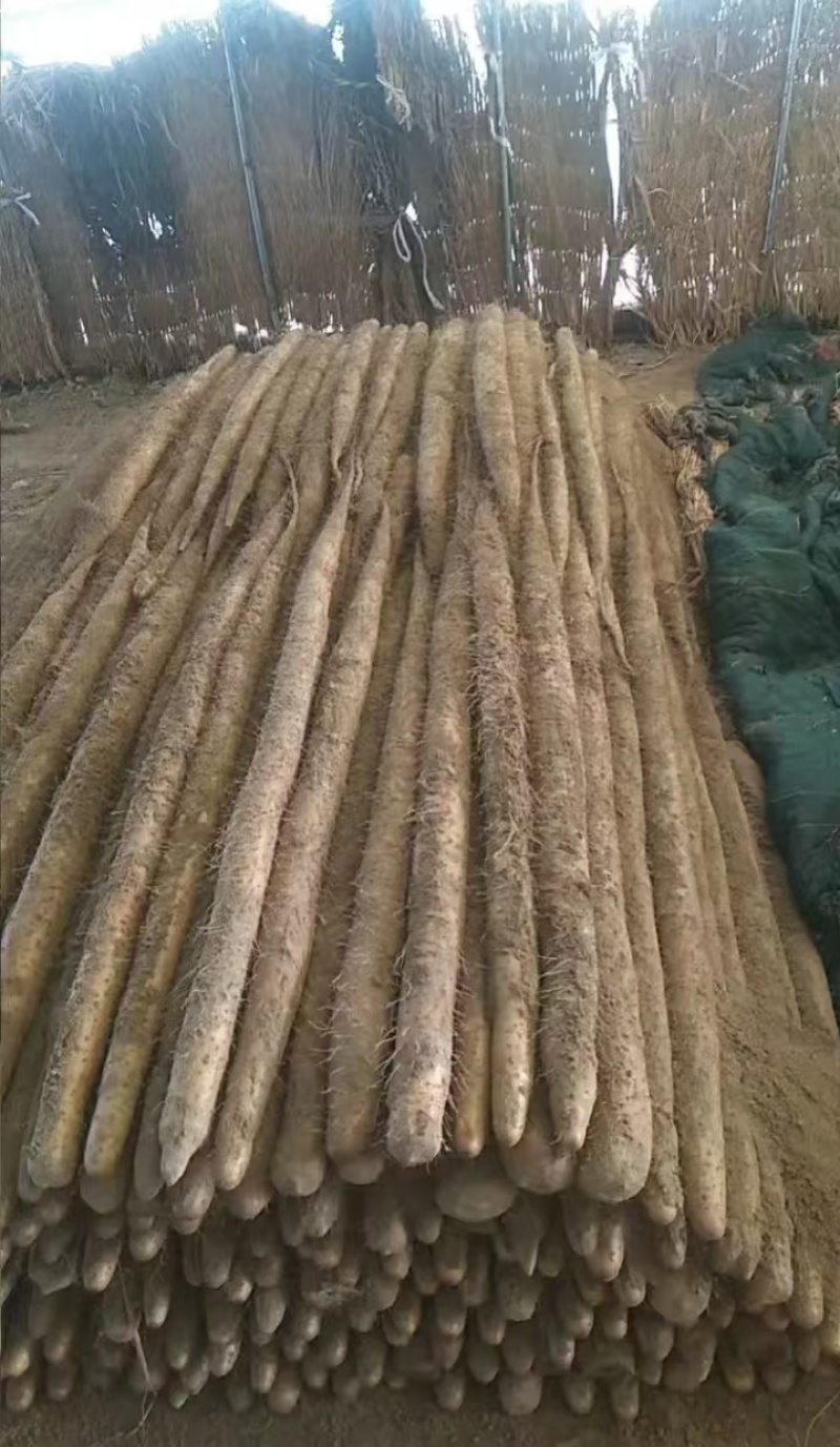 城信湖北！优质九斤黄山药大量上保证质量量大从优欢迎到来