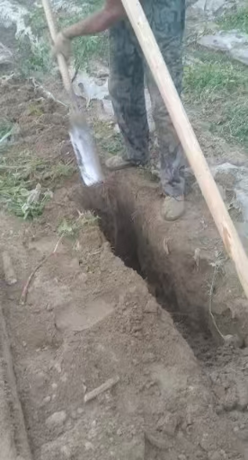 城信湖北！优质九斤黄山药大量上保证质量量大从优欢迎到来