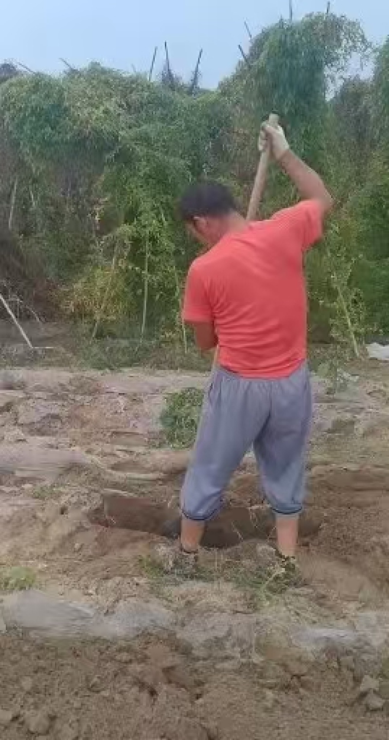 诚信湖北！优质山药大量上市，保证质量，量大从优，包食宿。