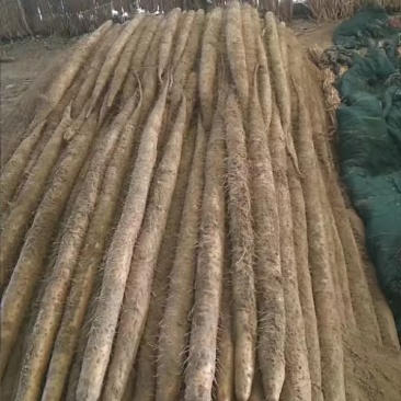 诚信湖北！优质山药大量上市，保证质量，量大从优，包食宿。