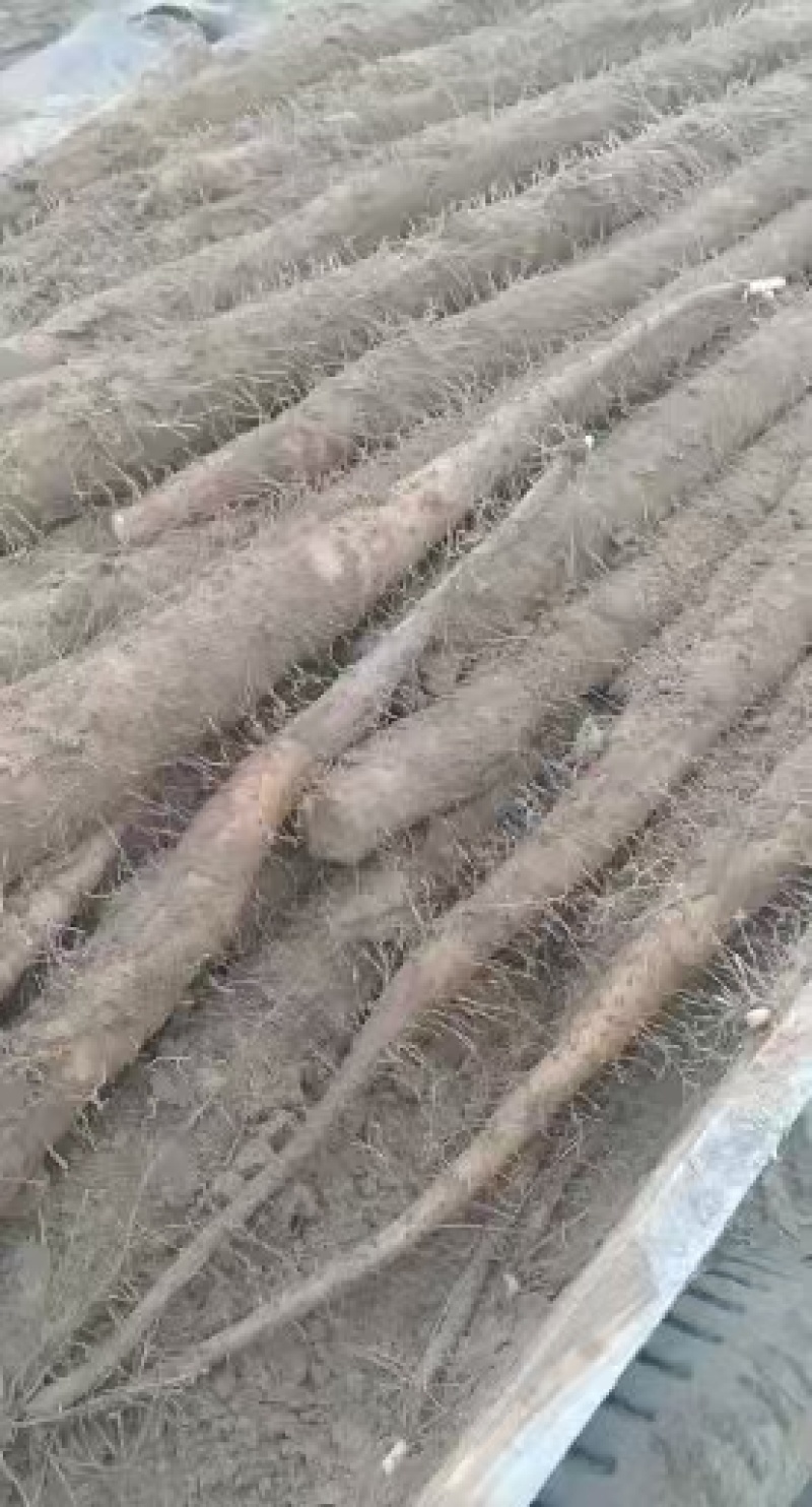 诚信湖北！优质山药大量上市，保证质量，量大从优，包食宿。