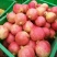 【突尼斯软籽石榴】四川会理原产地发货/电商一件代发