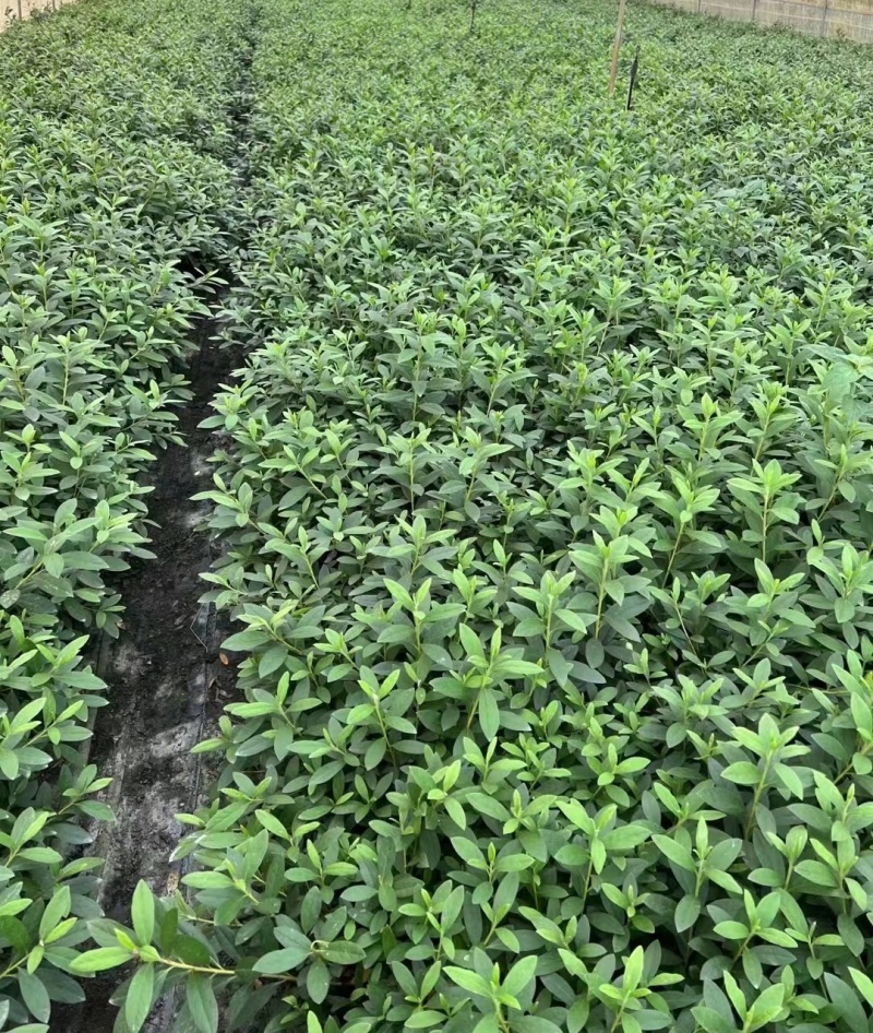夏鹃基地夏鹃毛球地苗小杯，百万杜鹃批发