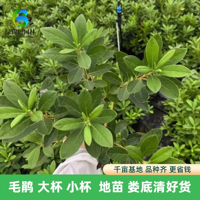 毛鹃基地供应毛鹃毛球小杯大杯地苗温江基地