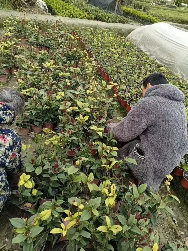 佛顶珠四季桂毛球大杯地苗都有货基地批发