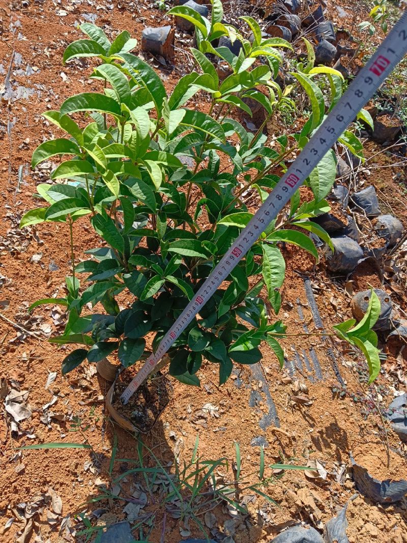 佛顶珠四季桂毛球大杯地苗都有货基地批发