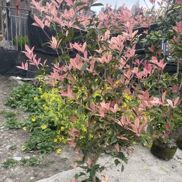 五彩桂基地批发五彩桂大杯彩叶桂花苗子