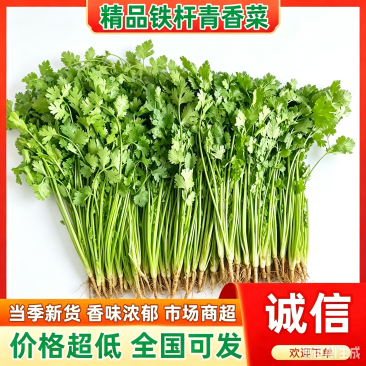 河北铁杆香菜新鲜上市产地直发价格美丽质量好走货快欢迎询价