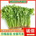 河北铁杆香菜新鲜上市产地直发价格美丽质量好走货快欢迎询价