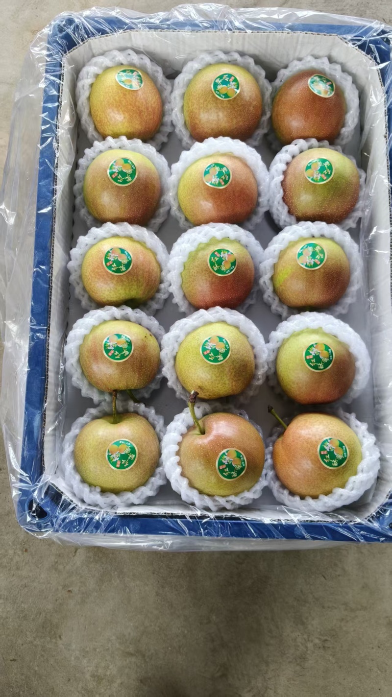 2026红酥蜜梨大量上现摘现发脆甜多汁欢迎来电洽谈