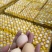 大量批发鲜鸡蛋、中小码蛋、33斤、360枚、整箱批发、产