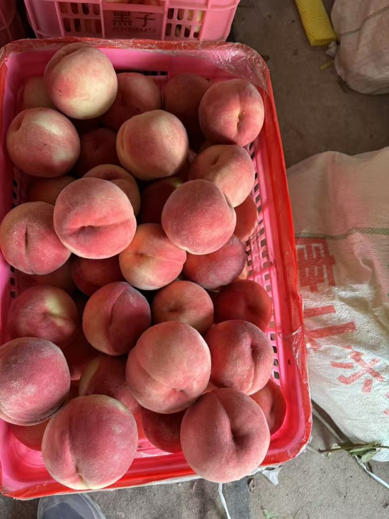 河北精品毛桃大量上市产地现摘现发脆甜多汁欢迎来电洽谈