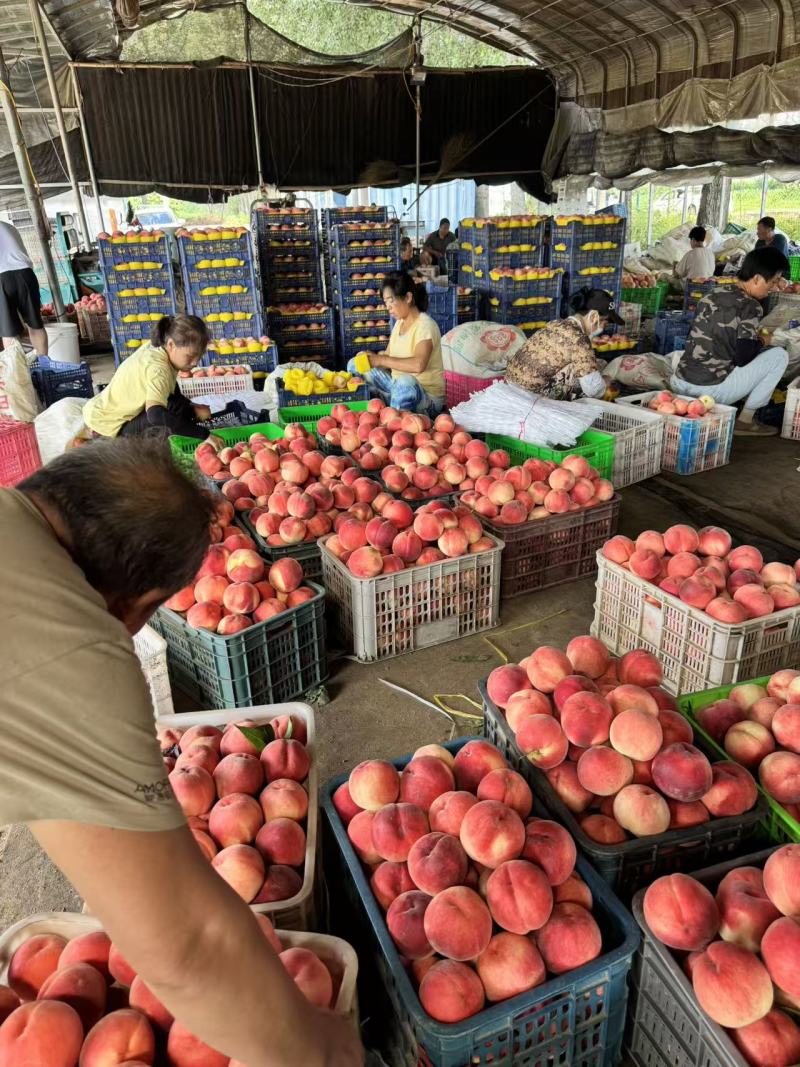 河北精品毛桃大量上市产地现摘现发脆甜多汁欢迎来电洽谈