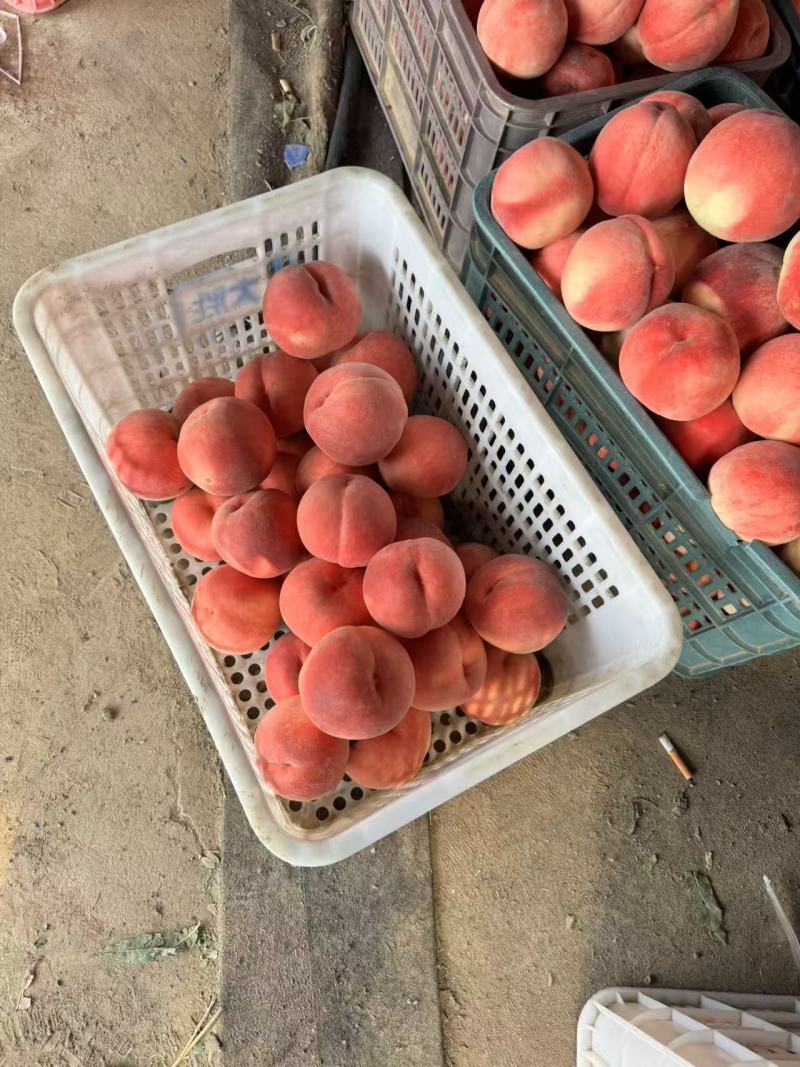 河北精品毛桃大量上市产地现摘现发脆甜多汁欢迎来电洽谈