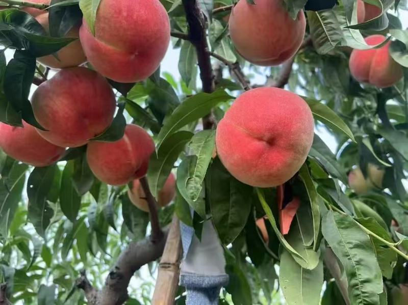 绿化9号桃产地现摘现发品质保证欢迎来电洽谈合作价优