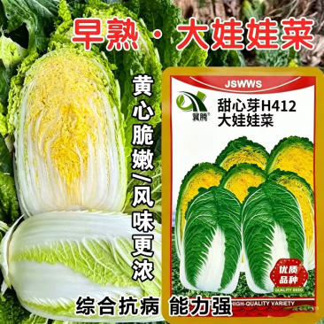 早熟大娃娃菜种子黄心脆嫩甜心娃娃菜种子抗病蔬菜种子基地用