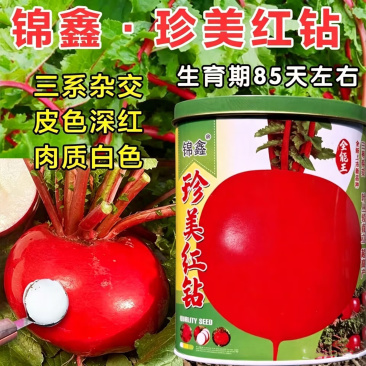 大红丰萝卜种子红萝卜东北特大红皮珍美红钻三系杂交红皮萝卜