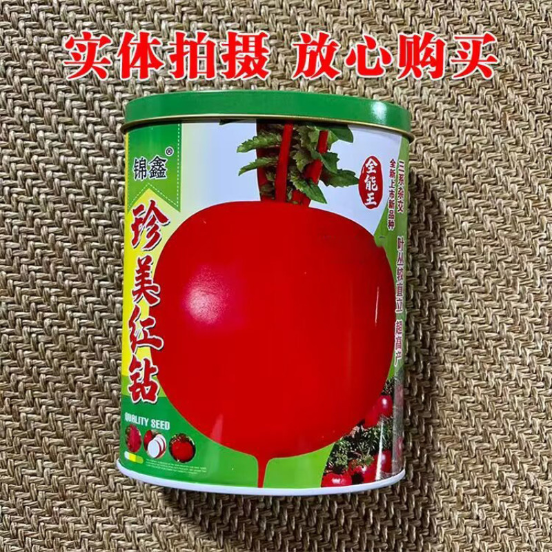 大红丰萝卜种子红萝卜东北特大红皮珍美红钻三系杂交红皮萝卜